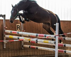 dressage horse Coco 348 (Hanoverian, 2012, from Contendro I)