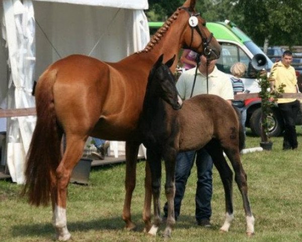 dressage horse Sunny Boy (St.Moritz Jun., Locksley II) (Hanoverian, 2012, from St. Moritz Junior)