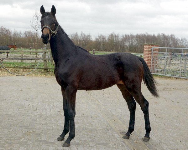 dressage horse Finest Firlefanz (Hanoverian, 2015, from Finest)