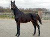 dressage horse Finest Firlefanz (Hanoverian, 2015, from Finest)