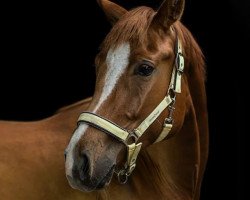 broodmare Funny Girl (Fürst Romancier, Locksley II) (Hanoverian, 2013, from Fürst Romancier)