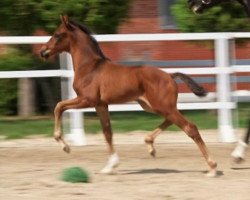 Zuchtstute Gloria (Global Player, Danciano) (Hannoveraner, 2020, von Global Player OLD)