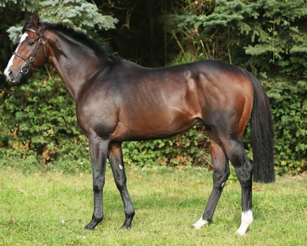 stallion Neatico xx (Thoroughbred, 2007, from Medicean xx)