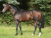 stallion Neatico xx (Thoroughbred, 2007, from Medicean xx)