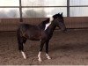 dressage horse Monty 558 (unknown, 2002)