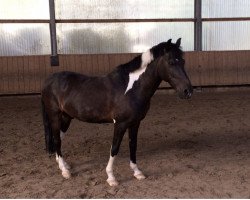 dressage horse Monty 558 (unknown, 2002)