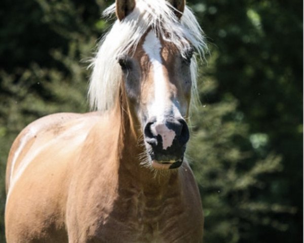 Zuchtstute Noisette (Haflinger,  , von Nastral)