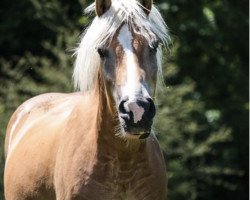 broodmare Noisette (Haflinger,  , from Nastral)