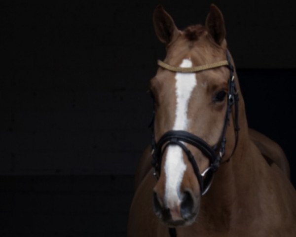 Springpferd Mont Ventoux (KWPN (Niederländisches Warmblut), 2017, von Vagabond de la Pomme)