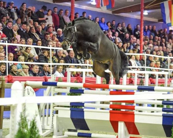 stallion Donthargos (Oldenburg show jumper, 2017, from Don Diarado)