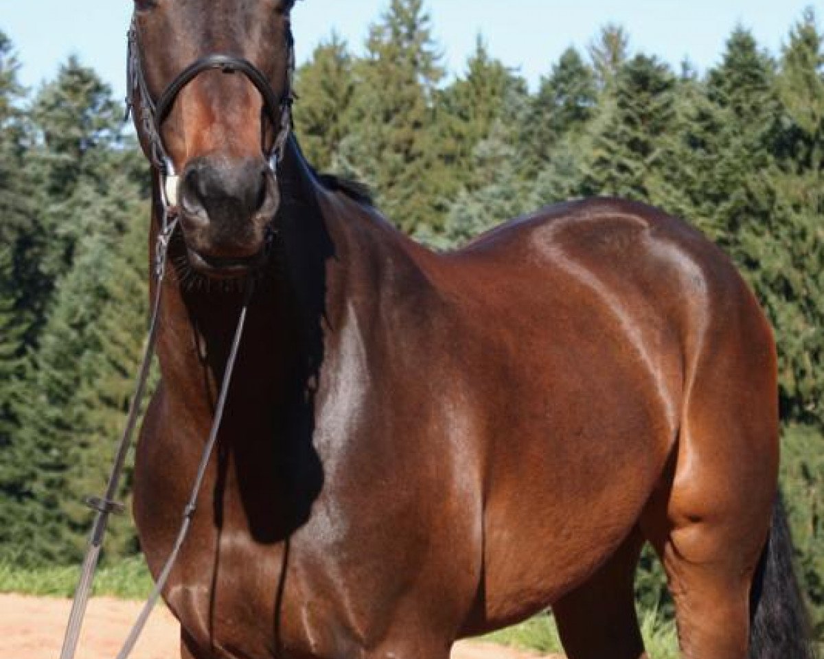 jumper Condee (Irish Sport Horse, 2012, from Condios)