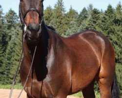 jumper Condee (Irish Sport Horse, 2012, from Condios)