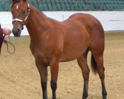 Pferd Royal Sugar Rose (Quarter Horse)