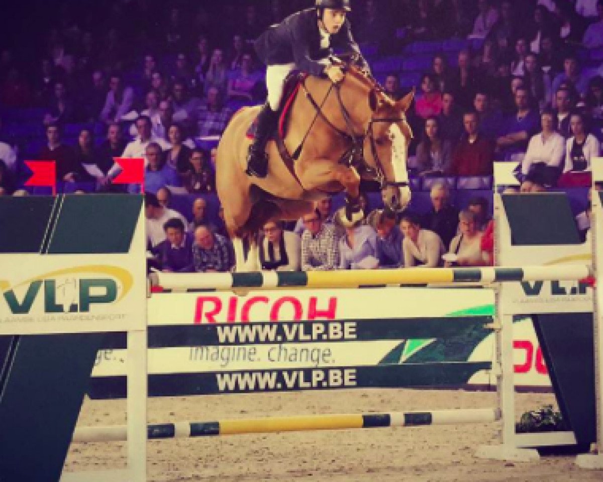 stallion Joepie vd Wateringhoeve (Belgian Warmblood, 2009, from Echo van het Neerenbosch)