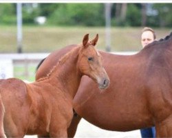 jumper Chaccato‘s Lifestyle (Oldenburg show jumper, 2020, from Chaccato)