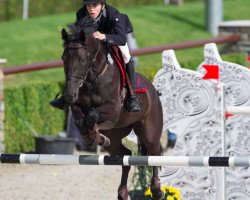 Springpferd Jezebel van de Veldhoek (Belgisches Warmblut, 2009, von Warrant)