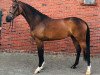 broodmare Rica (Oldenburg show jumper, 2017, from Chacco's Son II)