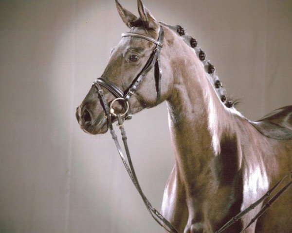 dressage horse Moonlight 414 (Westphalian, 2016, from Morricone)