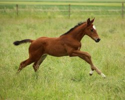 jumper Coeur de Lionne 7 (German Sport Horse, 2014, from Cachassini)