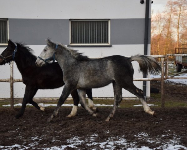 Zuchtstute Beti (Schlesier, 2020)