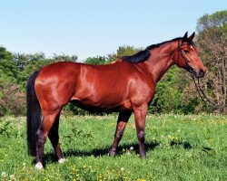 broodmare Prinzessin (Hanoverian, 1996, from Prince Thatch xx)