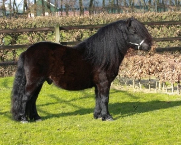 Deckhengst Fireball van Gelre (Shetland Pony, 2012, von Bergerac van Gelre)
