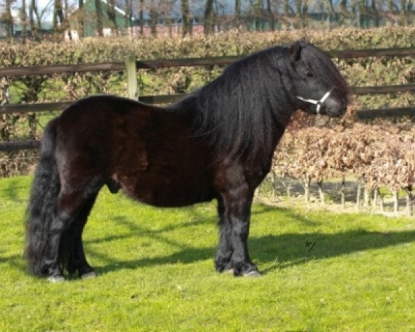 stallion Fireball van Gelre (Shetland Pony, 2012, from Bergerac van Gelre)