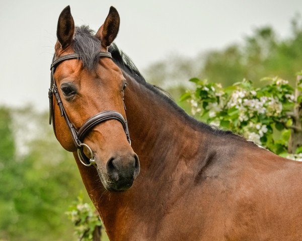 broodmare Lione 3 (German Sport Horse, 2005, from Moosbachhofs Goldwing)