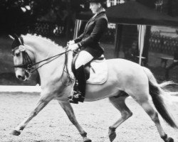 dressage horse Pedro 965 (Fjord Horse, 2003, from Pjokk)