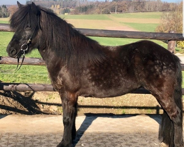 horse Reyka vom Birkenhof (Iceland Horse, 2014, from Jeremias vom Birkenhof)