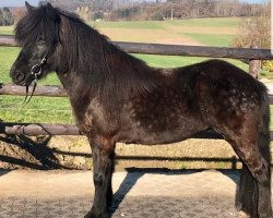 horse Reyka vom Birkenhof (Iceland Horse, 2014, from Jeremias vom Birkenhof)