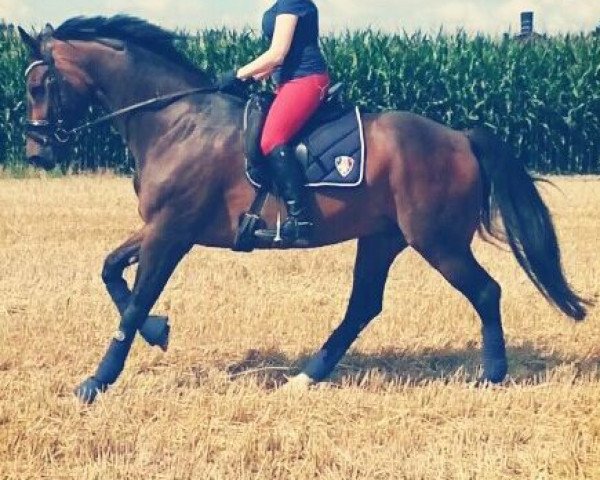 dressage horse Fernandez Florez (Westphalian, 2002, from Fürst Piccolo)