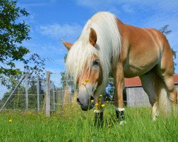 Springpferd Willi Weltwunder (7,23% ox) (Edelbluthaflinger, 2016, von Weritano (4,69% ox))