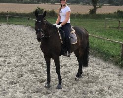 dressage horse Django (Hanoverian, 2014, from Dante Weltino Old)