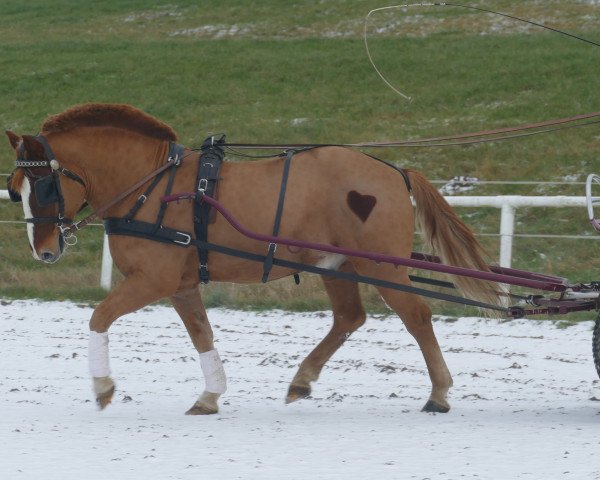 Pferd Kubas (Welsh-Cob (Sek. D), 2013)