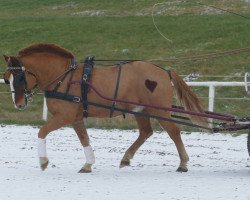 Pferd Kubas (Welsh-Cob (Sek. D), 2013)