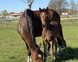 broodmare Choice to Chang (German Sport Horse, 2015, from Convoi)