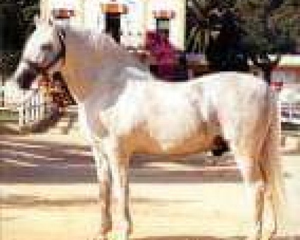 stallion Jengue II (Pura Raza Espanola (PRE), 1990, from Dergano)