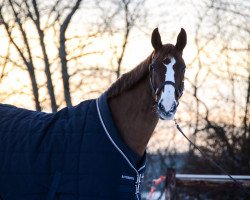 dressage horse C'Est Si Bon B (Hanoverian, 2013, from Callaho's Benicio)