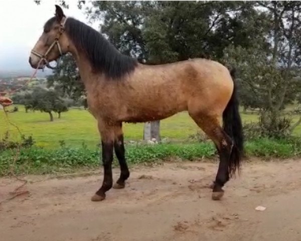 Pferd Falbe (Lusitano, 2019)