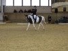 dressage horse Destany 4 (unknown, 2004)