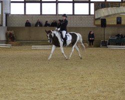 dressage horse Destany 4 (unknown, 2004)