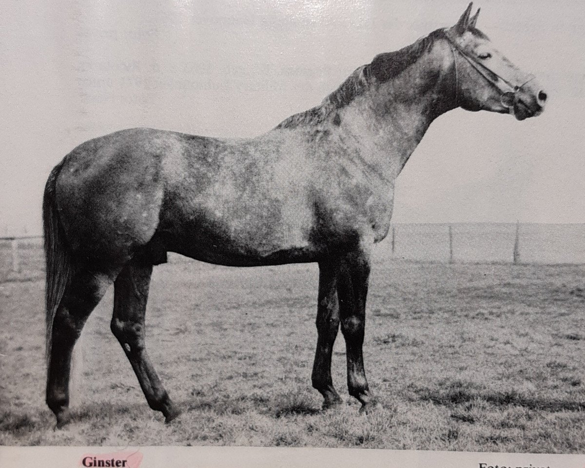 stallion Ginster (Trakehner, 1972, from Pregel)