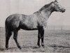 stallion Ginster (Trakehner, 1972, from Pregel)