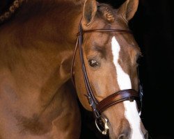 stallion Okeanos (Swedish Warmblood, 1998, from Magini)