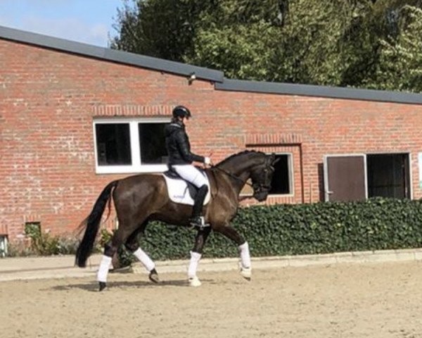 dressage horse Favored-Selection (Westphalian, 2015, from First Selection)