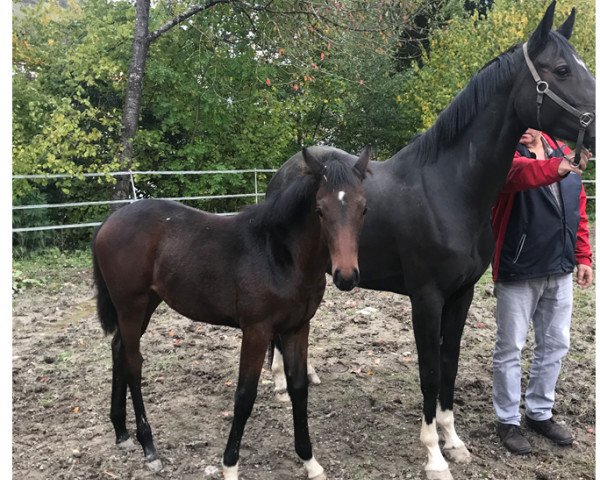 jumper Chocolate (German Sport Horse, 2020, from Casallco)