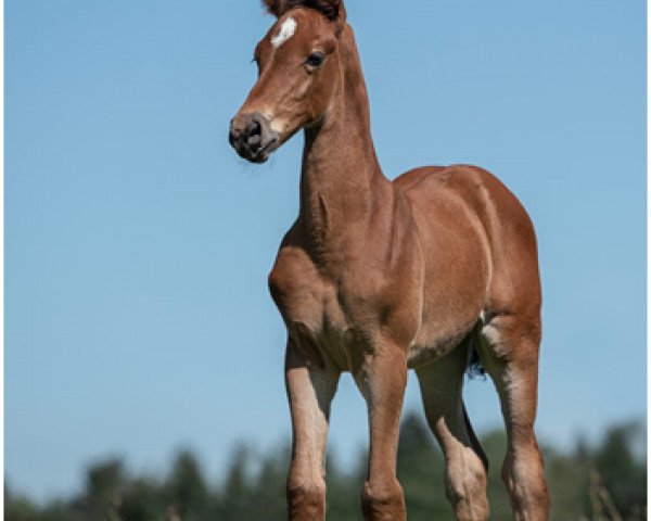 jumper Pearly (German Sport Horse, 2020, from Perigueux)