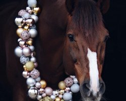 jumper Shenandoah Lordie (Irish Sport Horse, 2006, from N-Aldato)