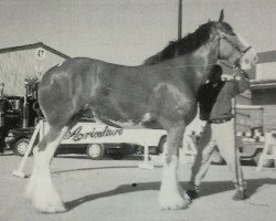 broodmare Thistle Ridge Argyll Myriam (Clydesdale, 1995, from Commander Mark Argyll)